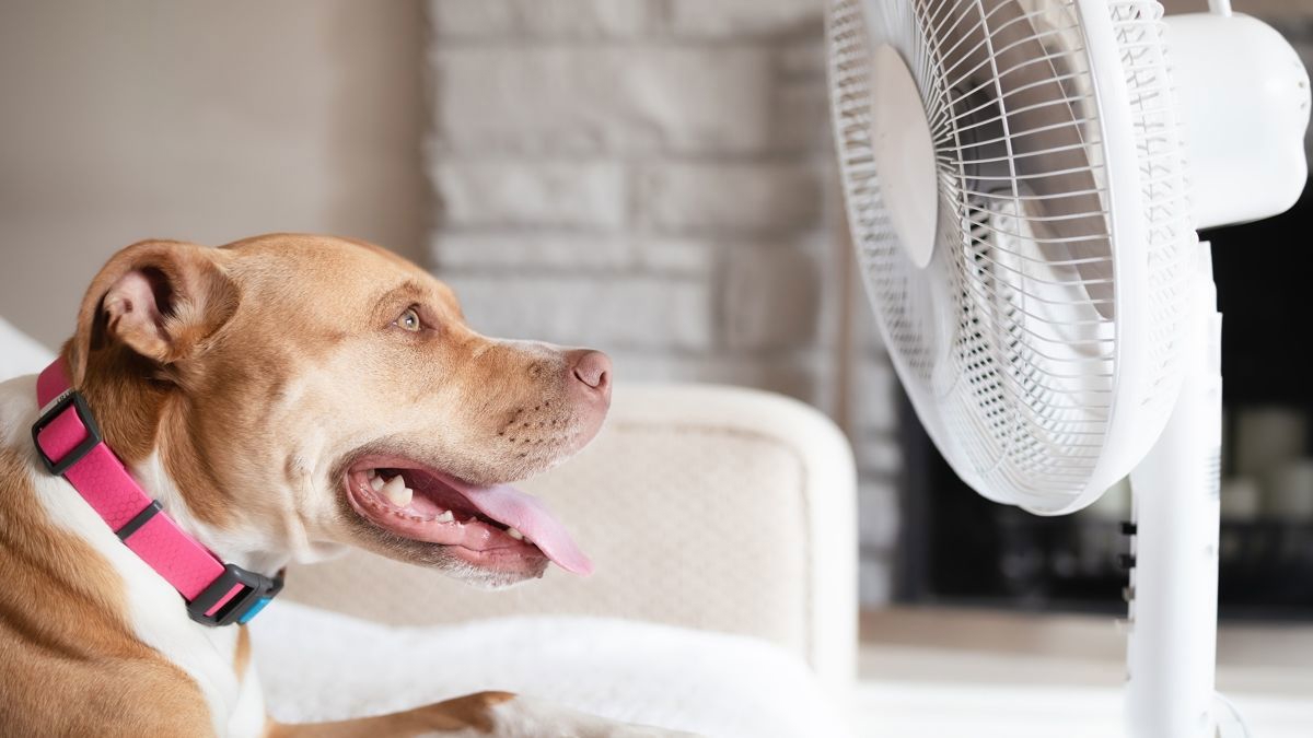 Hund flämtar framför en fläkt i en varm lägenhet.