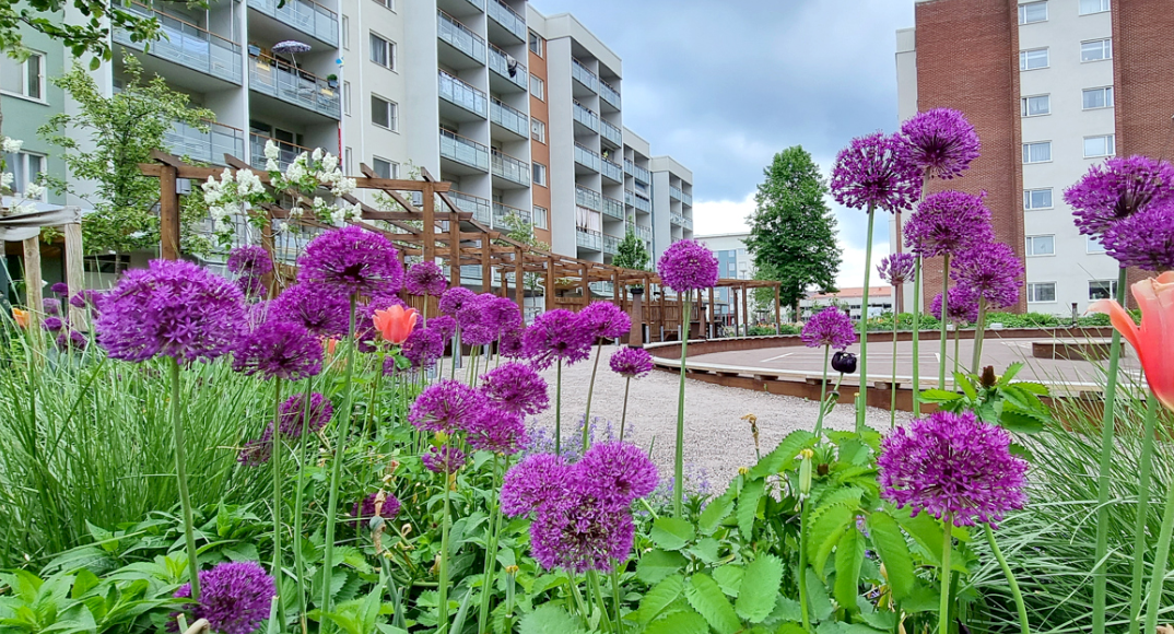 Lila blommor på Nordost