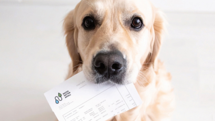 hund med trasig pappersfaktura i munnen